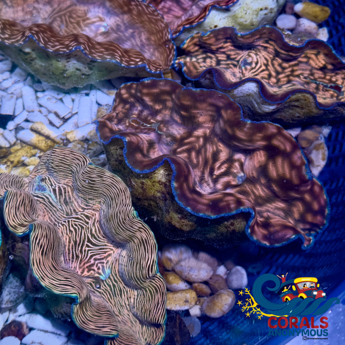 Tridacna Derasa Clam (Aquacultured) Clam