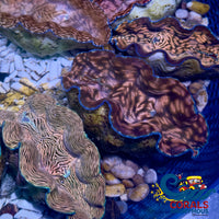 Tridacna Derasa Clam (Aquacultured) Clam