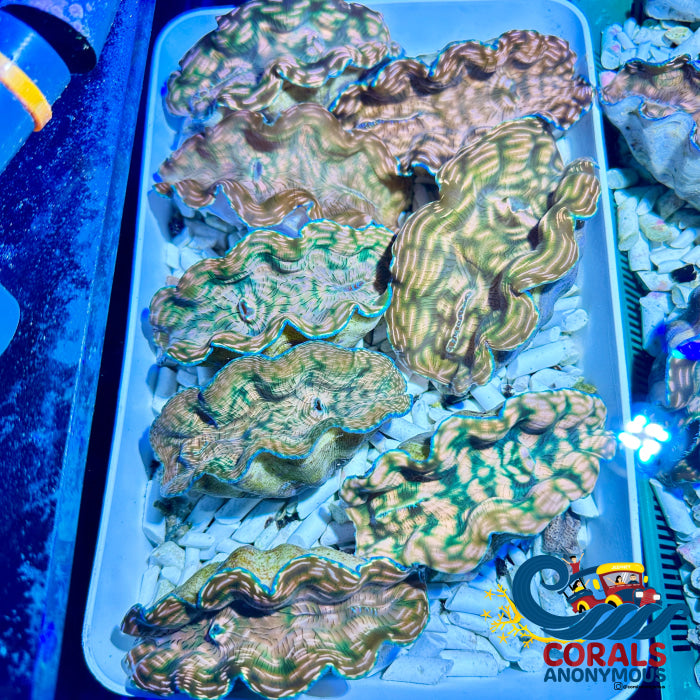 Tridacna Derasa Clam Clam