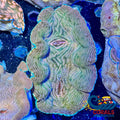 Tridacna Derasa Clam Clam