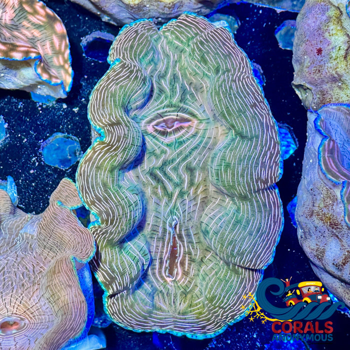 Tridacna Derasa Clam Clam