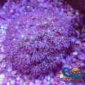 Daisy Polyp Cloves 3
