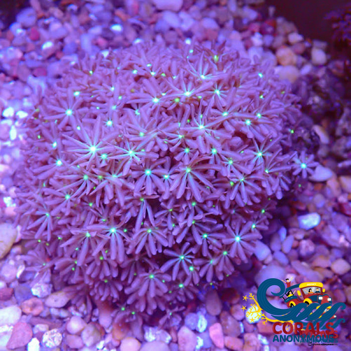 Daisy Polyp Cloves 3