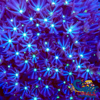 Daisy Polyp Cloves 2