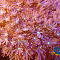 Daisy Polyp Cloves 5