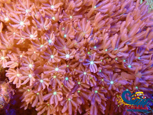Daisy Polyp Cloves 5