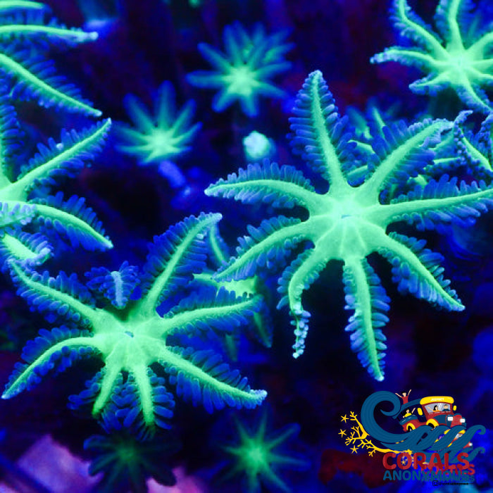 Neon Green Cloves (Small Colony) Cloves