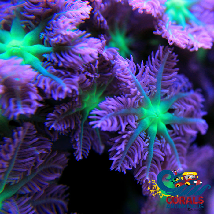 Neon Green Cloves (Small Colony) Cloves