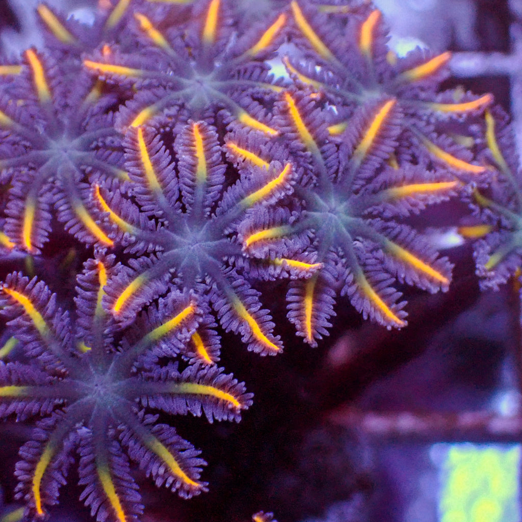 Firefly Cloves (Small Colony) - Corals Anonymous