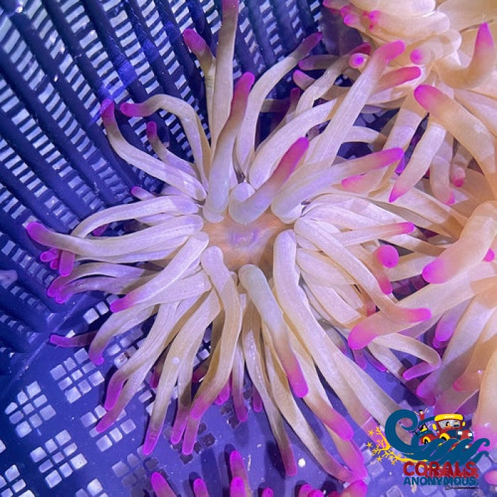 Purple Tip Condy Anemone Condyanemone