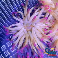 Purple Tip Condy Anemone Condyanemone
