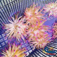 Purple Tip Condy Anemone Condyanemone
