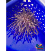 Purple Tip Condy Anemone Condyanemone
