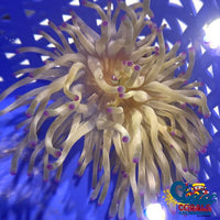 Purple Tip Condy Anemone Condyanemone
