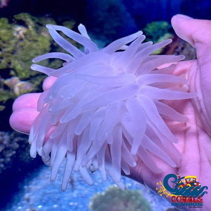 White Lotus Condy Anemone (3-4) Condyanemone