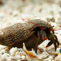 Red Leg Reef Hermit Crab (Pack Of 10) Crab