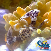 Anemone Crab Crab
