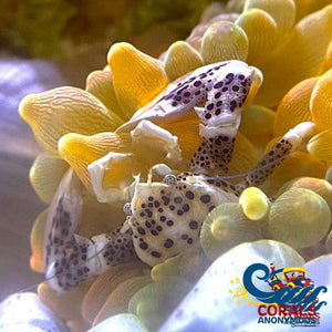 Anemone Crab Crab