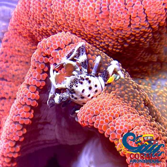 Anemone crab | Corals Anonymous
