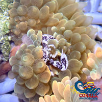 Anemone Crab Crab

