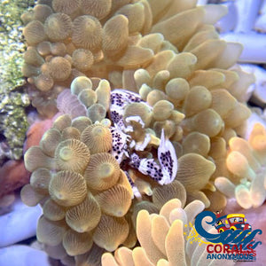 Anemone Crab Crab
