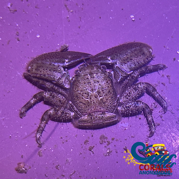 Caribbean Porcelain Crab Crab
