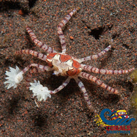 Pom Anemone Crab (Lybia Tesselata) Crab
