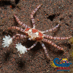 Pom Anemone Crab (Lybia Tesselata) Crab
