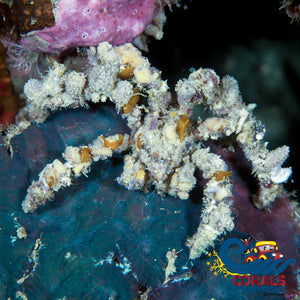 Ready Spider Decorator Crab (5-6) (Camposcia Retusa) Crab