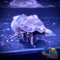 White Leg Reef Hermit Crab (Pack Of 10) Crab

