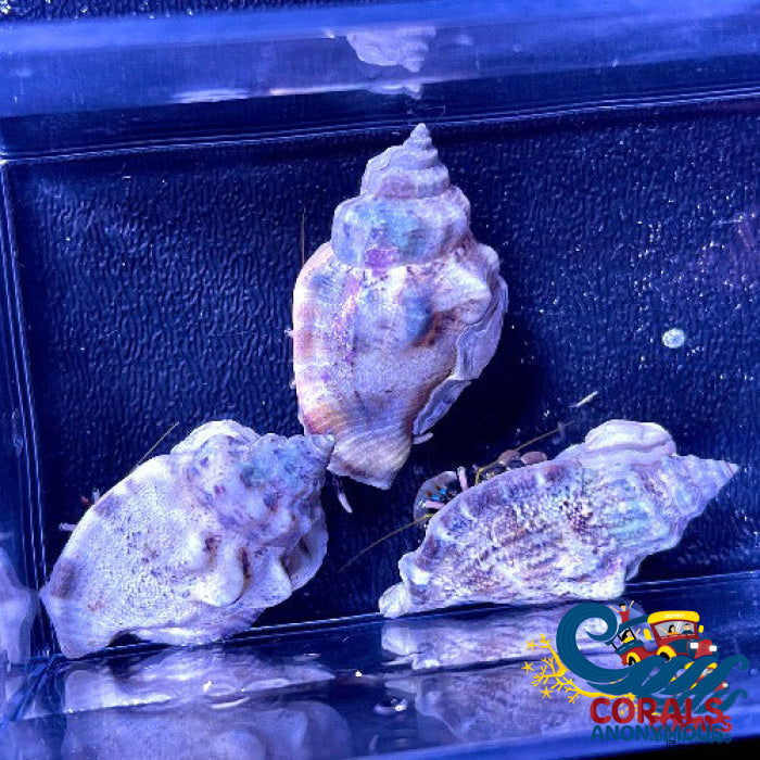 White Leg Reef Hermit Crab (Pack of 10) | Corals Anonymous