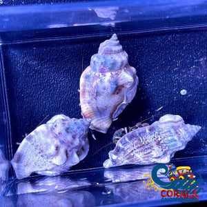 White Leg Reef Hermit Crab (Pack Of 10) Crab