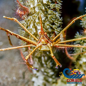 Yellowline Arrow Crab (Stenorhyncus Seticornis) Crab