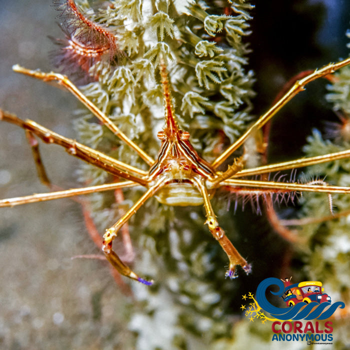 Yellowline Arrow Crab (Stenorhyncus Seticornis) Crab