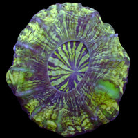 aussie toxic green cynarina 2