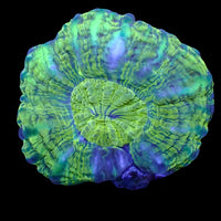 aussie toxic green cynarina
