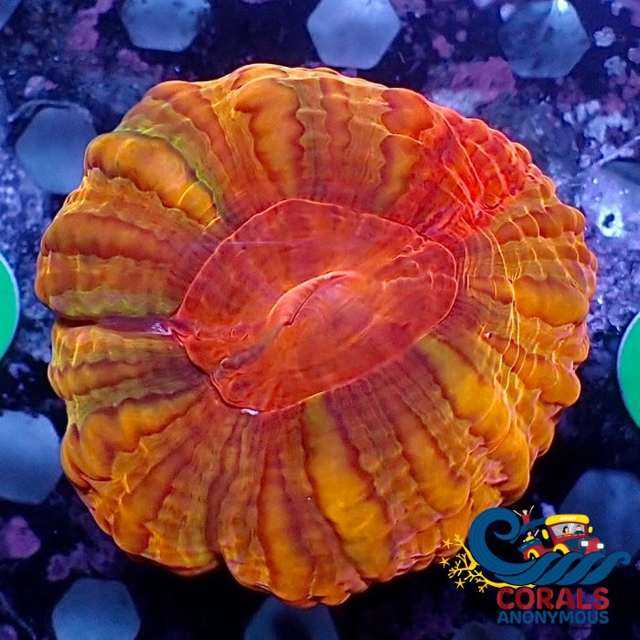 Solar Envy Rainbow Cynarina (3-4) (W6) Cynarina