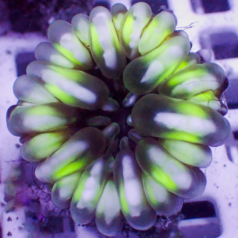 Solomon Islands Limeade Cynarina (1.5-2.5”) - Corals Anonymous