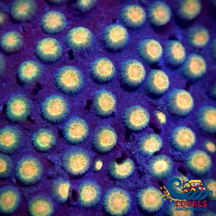 Bizzaro Cyphastrea (0.5-1 Frag) Cyphastrea