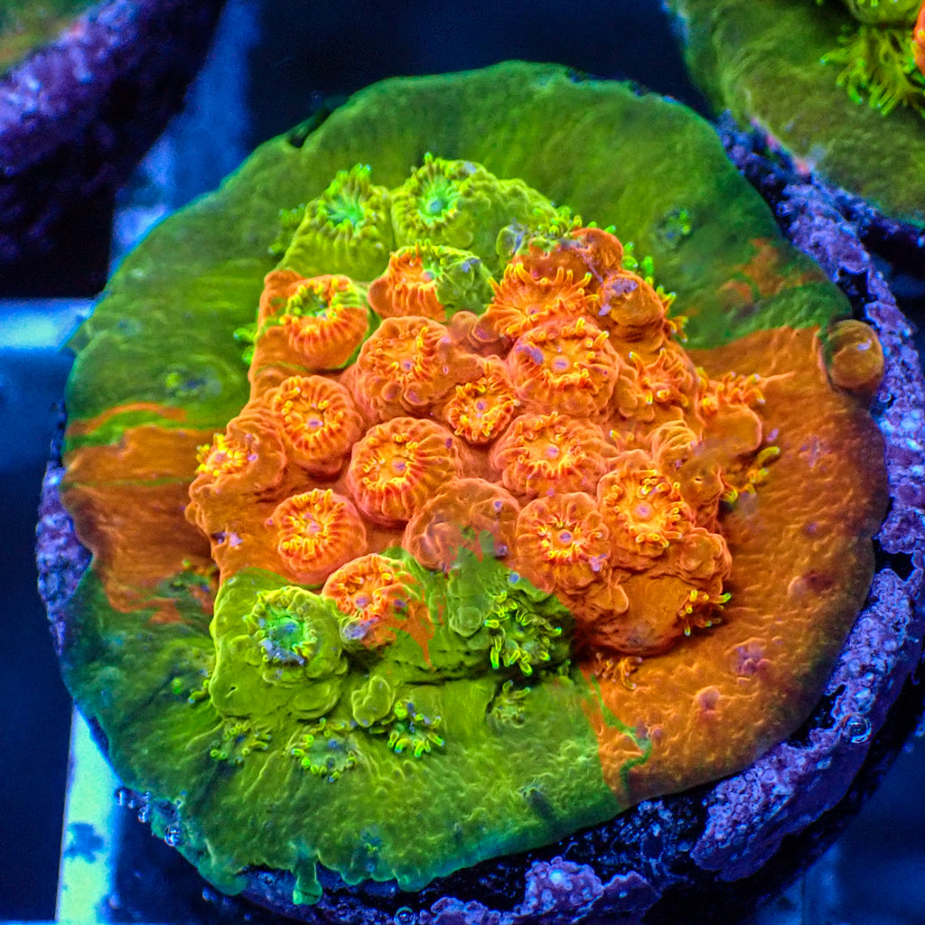 bleeding apple cyphastrea