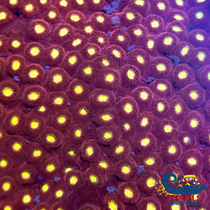 Cosmic Star Cyphastrea (0.5-1 Frag) Cyphastrea