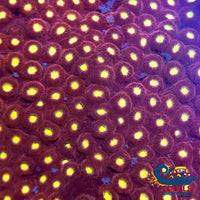 Cosmic Star Cyphastrea (0.5-1 Frag) Cyphastrea