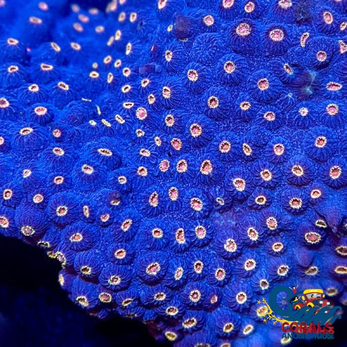 Star Night Cyphastrea (0.5-1 Frag) Cyphastrea