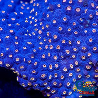 Star Night Cyphastrea (0.5-1 Frag) Cyphastrea