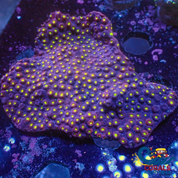 Starry Night Cyphastrea (1 Frag) Cyphastrea