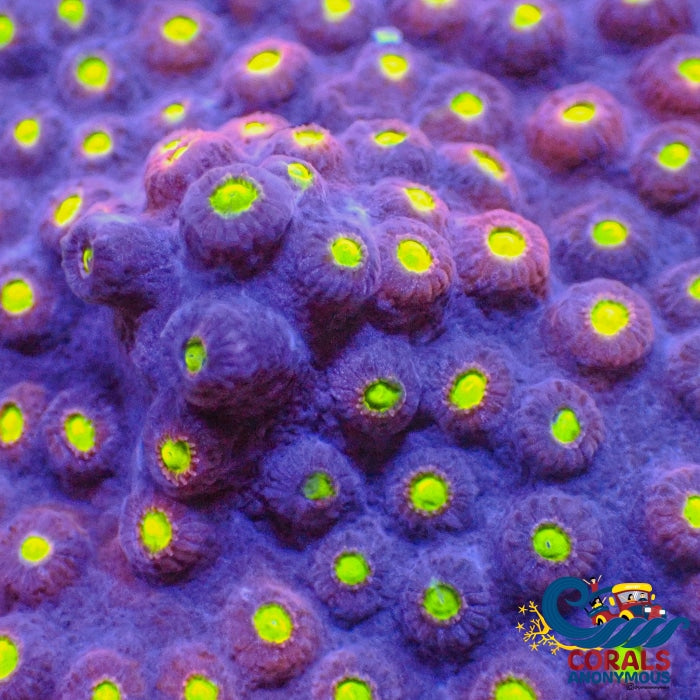 Starry Night Cyphastrea (1 Frag) Cyphastrea