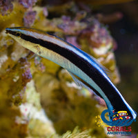 bluestreak cleaner wrasse
