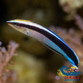 bluestreak cleaner wrasse 2