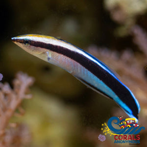 bluestreak cleaner wrasse 2