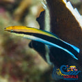 bluestreak cleaner wrasse 3